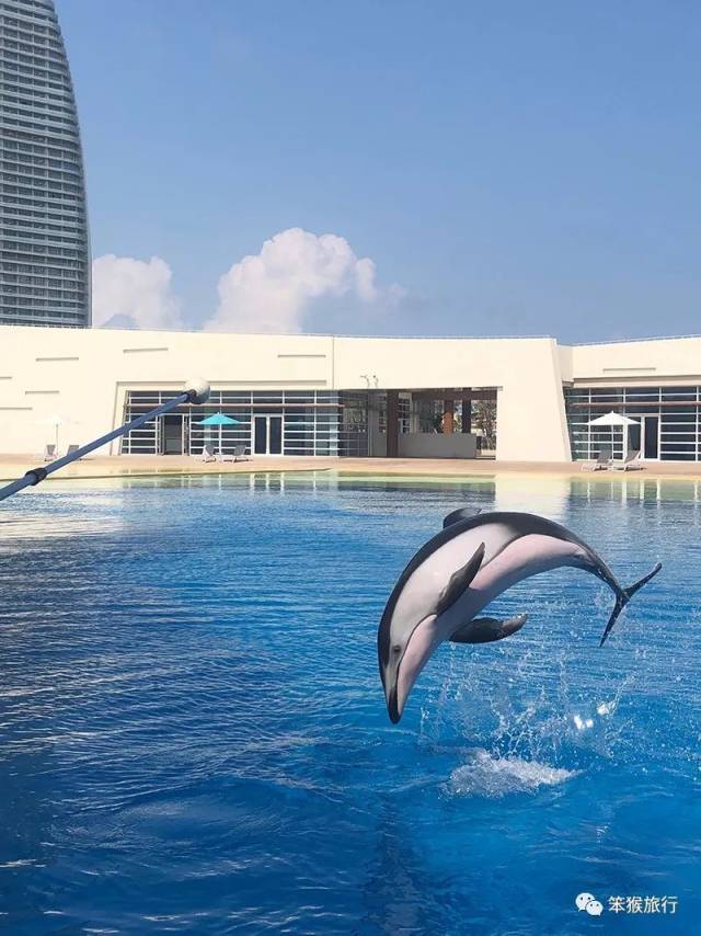 在容纳1800人的剧场,邂逅可爱的海豚海狮