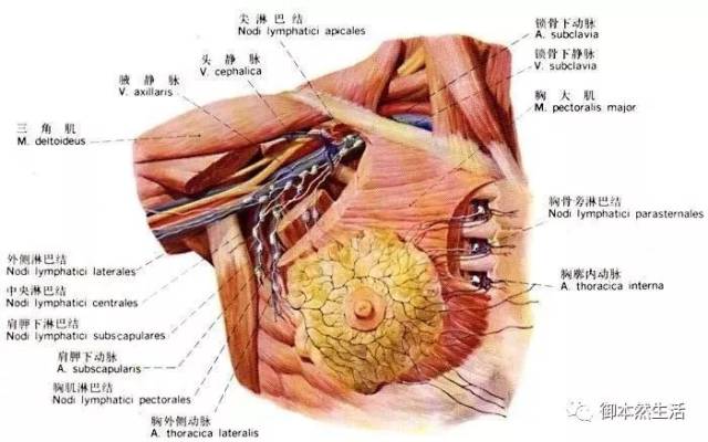 久而久之,胸前淋巴排毒不畅,乳腺导管易堵塞,形成生理性增生,结节