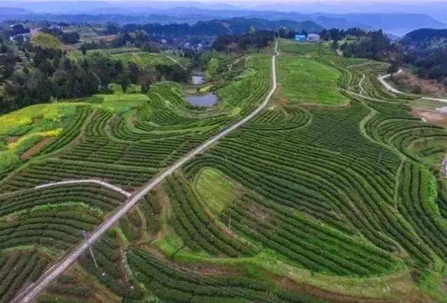 云顶茶乡光照充足,土壤富含硒元素,是适宜茶叶生长的最佳生态区,是