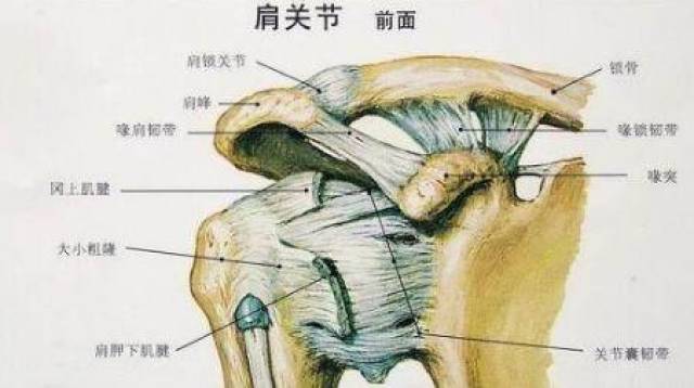 肩周炎:急性期,粘连期,缓解期三个时期,改如何做康复锻炼呢?