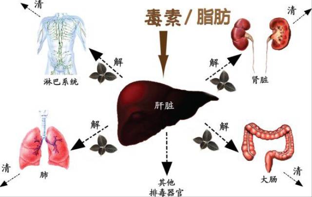 人体有哪些"毒素"?身体有这3种表现,说明体内毒素垃圾太多