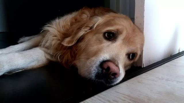专家说狗狗长期独留家中容易患分离焦虑症究竟狗狗可以独留在家中多久