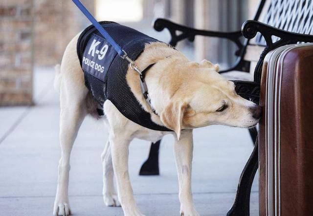但是要说为什么不能担任警犬的话,首先我们应该考虑拉布拉多,金毛和