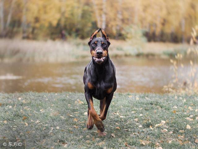 世界十大顶级护卫犬!有没有你家的爱犬?