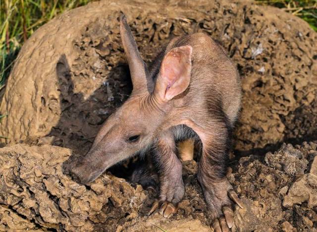 土豚aardvark:"槽点"满满的小怪物