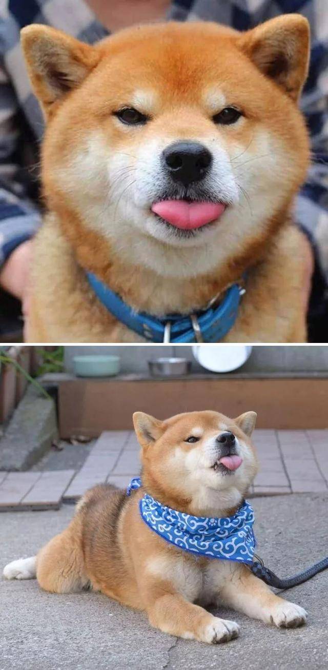 骚气蠢萌还暖心,网友们po出家里柴犬的日常,想养了