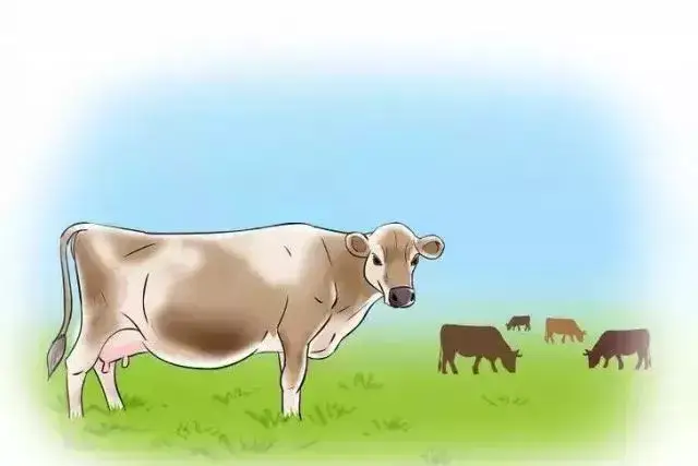 手把手教你如何分辨母牛是否要分娩!