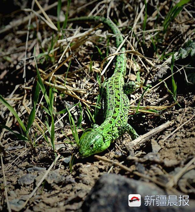 摄影爱好者抓拍的绿色四脚小动物 原来是仅分布新疆的捷蜥蜴