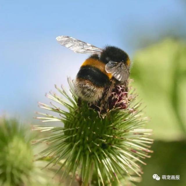 当蜜蜂采蜜的时候,它们的屁股看起来也是萌萌哒
