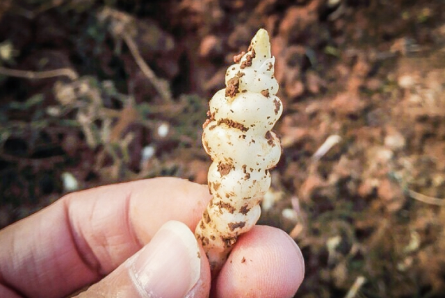 大富豪有冬虫夏草,咱小老百姓也有"土虫草,小白虫宝塔菜你吃过吗?