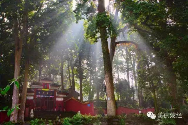 荥经云峰寺桢楠王上榜"中国最美古树!