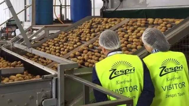 巨便宜!泰国金枕榴莲低至9.9元!慈溪这里正在大