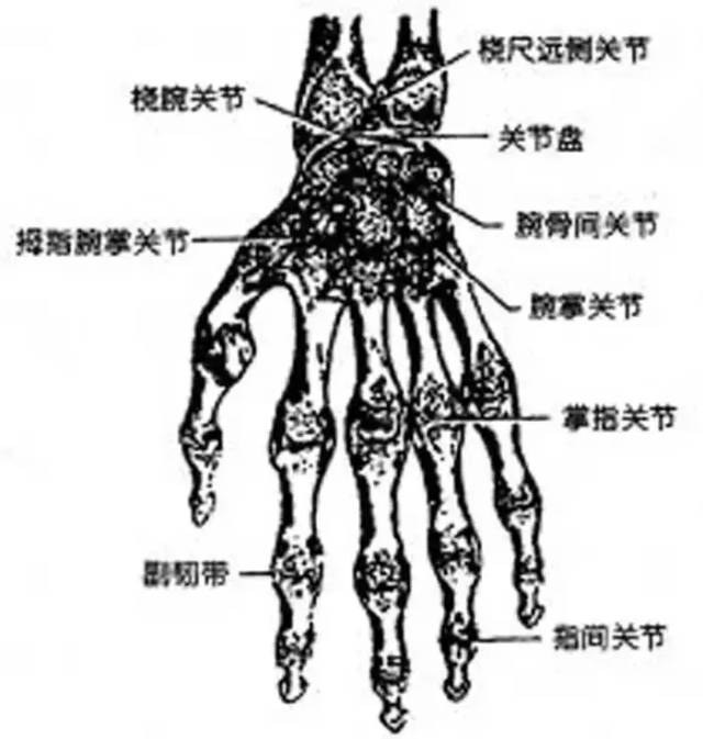 素描教程 | 手的画法及结构图大全