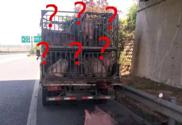 嫌猪不听话,一货车司机高速上直接杀猪.网友:可怜的佩奇