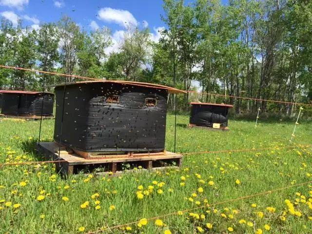 蜂蜜中的爱马仕 | 加拿大温德尔顶级白蜜