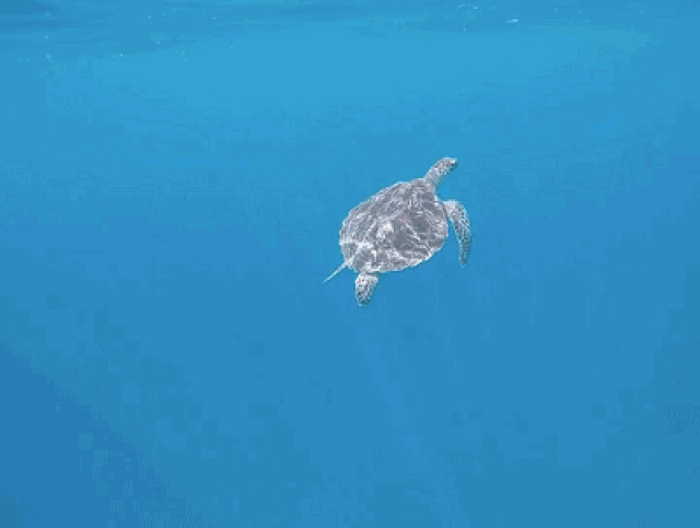 想跟海龟一起游泳吗?