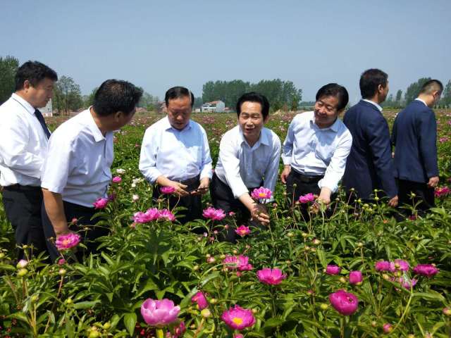 商丘市五彩油芍新品种推广会暨美丽乡村游芍花文化周活动盛大开幕