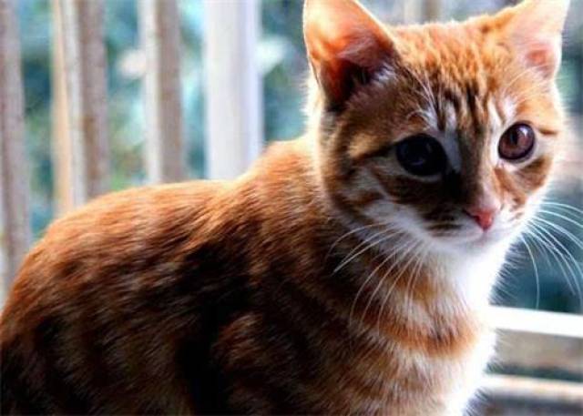 猫不爱喝水会怎么样,猫总是不喝水会怎样