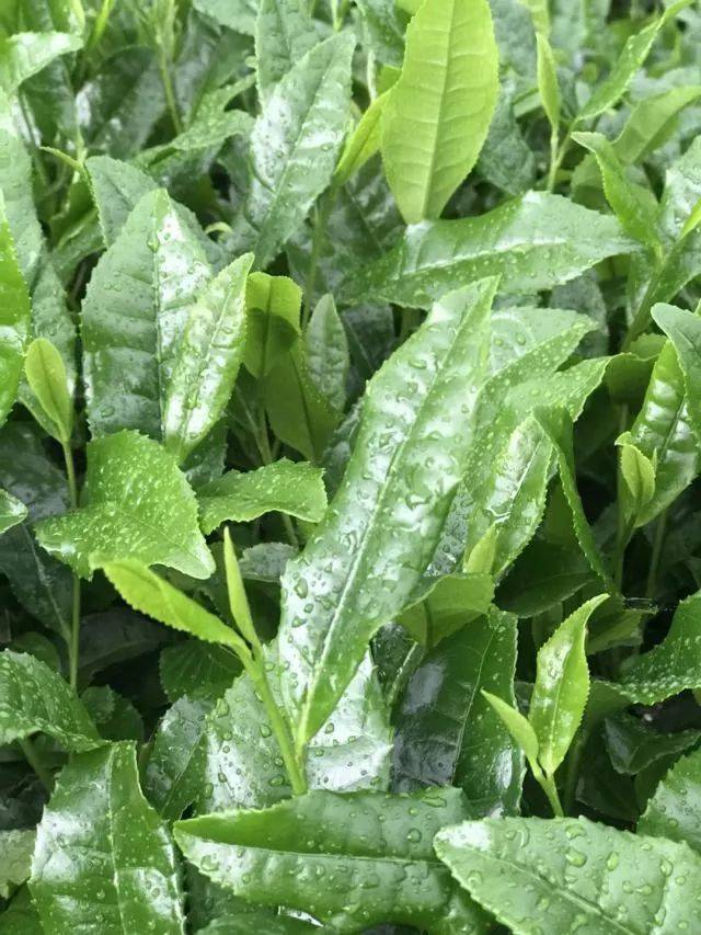 知日 | 宇治八十八夜茶