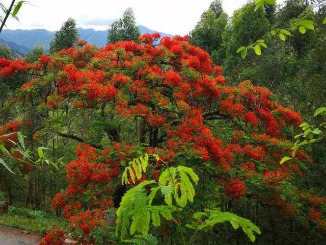 戛洒江畔花满地 凤凰花开惹人醉