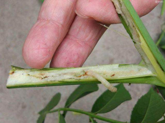 茎蜂 茎蜂 一年发生1代,以幼虫在被害枝干内越冬.