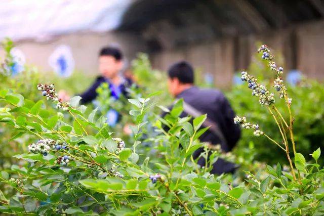 小镇好时光丨2018青岛西海岸宝山蓝莓节暨蓝莓电商节开幕,两个月的