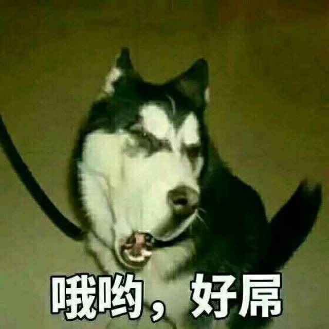 哈士奇为什么叫二哈