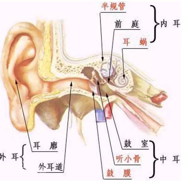 耳朵的生理结构