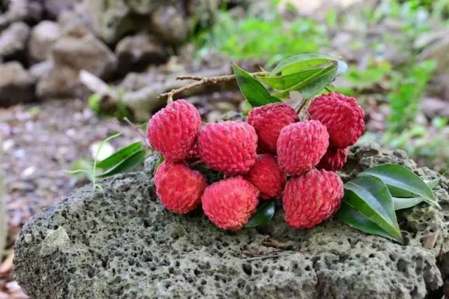 "2018海口火山荔枝王比拼"花落谁家?5月13日邀你现场见分晓!