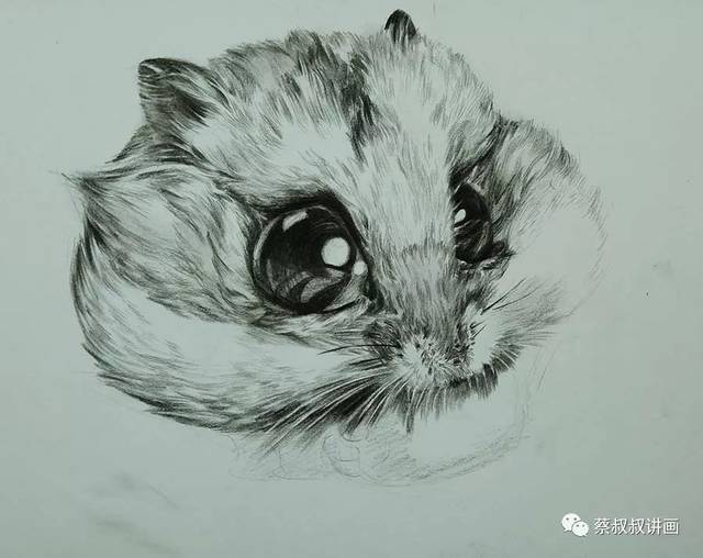 素描萌宠:吃胡萝卜的小仓鼠
