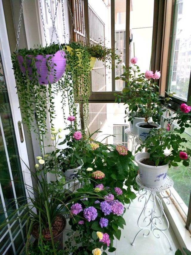 绣球爆盆,就是不开花,4招解决