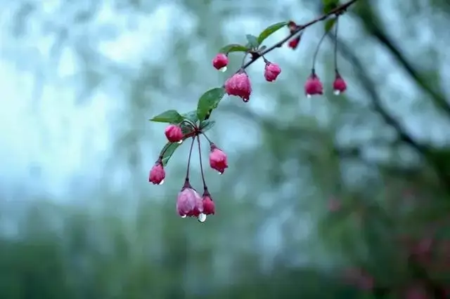 陆游 |《临安春雨初霁》