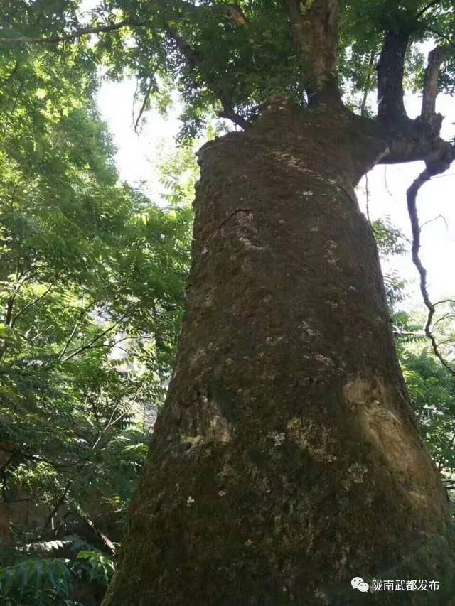 资料图 黄连木,别名楷木,楷树,黄楝树,药树,药木,为漆树科黄连木属