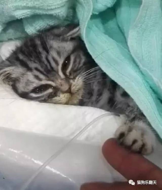 小猫生病奄奄一息，看到医生努力伸爪求救，眼泪滚滚的让人心碎