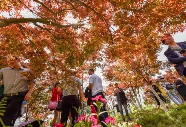 开州盛山植物园,一步一景"花花世界"等你来