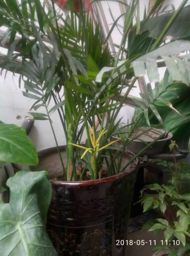 君子兰:家养的竹子开花了.