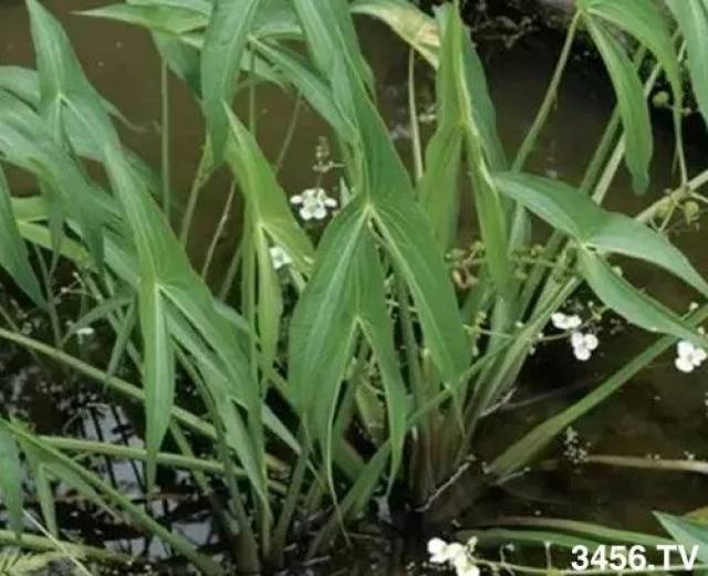 别名 水白菜,水菠菜,多年生水生或沼生草本.