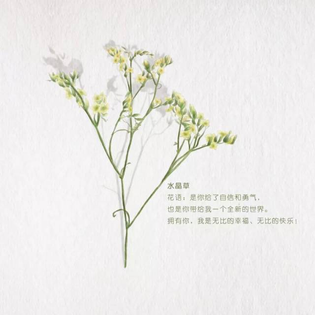 水晶草花语