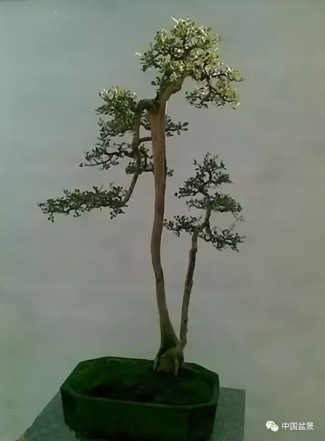 一本双杆盆景仿佛母子相拥