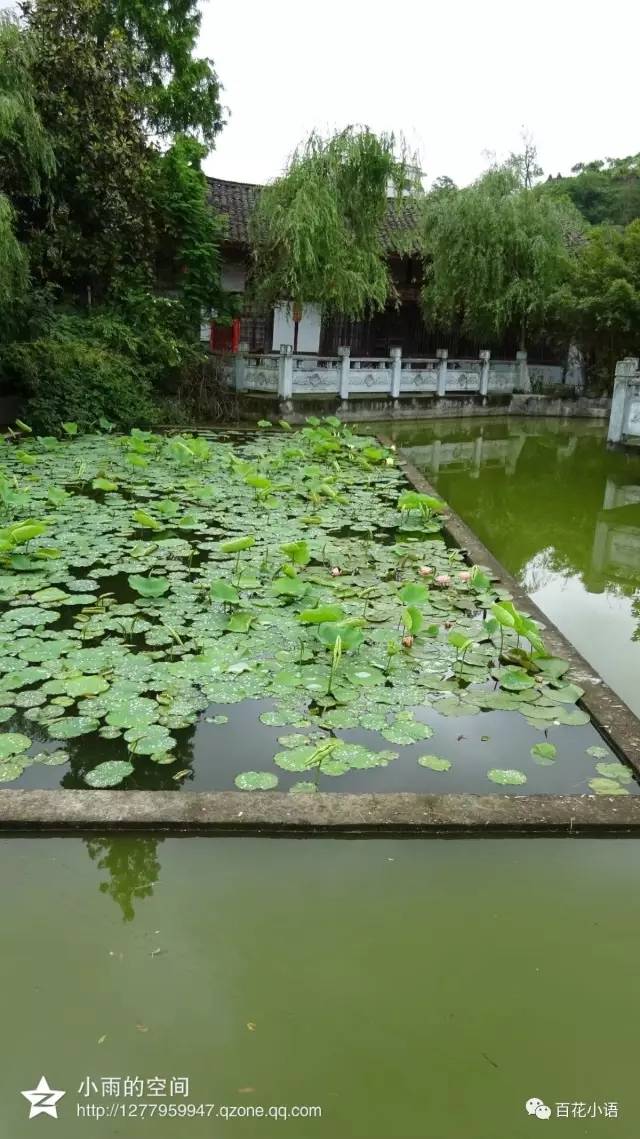 随着初夏的来到,蓬安爱莲池内还是盛放了几朵小花