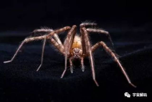 杀手的演化:蜘蛛毒液从何而来?