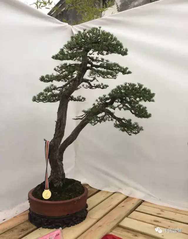 一本双杆盆景仿相拥