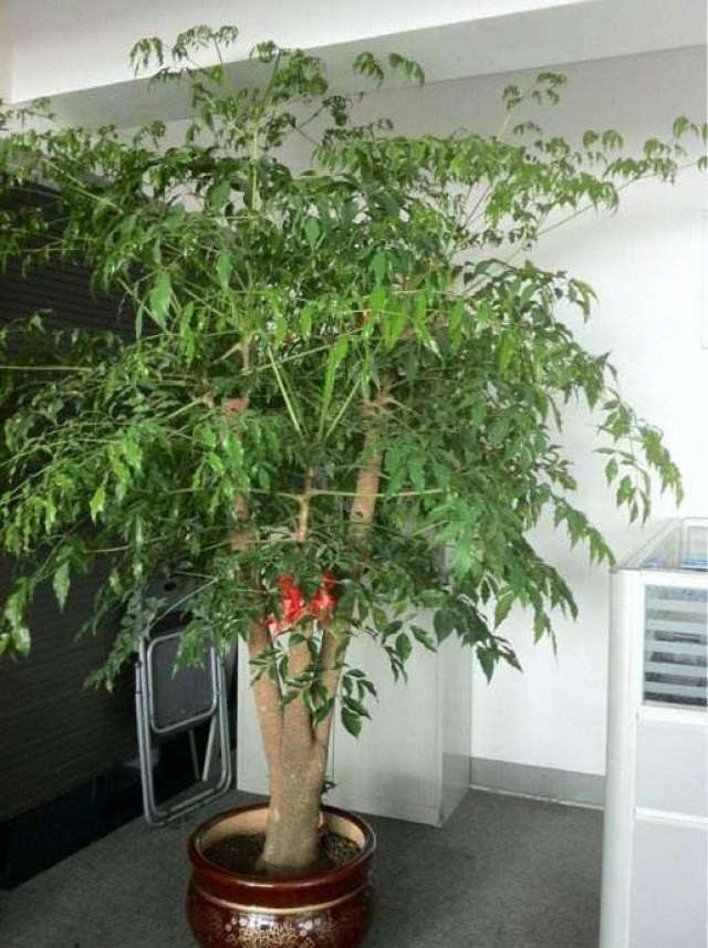 幸福树的主干长粗的方法
