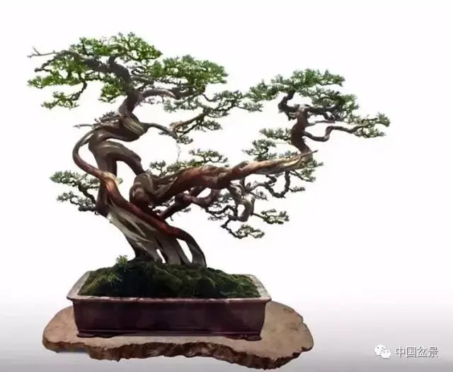 一本双杆盆景仿相拥