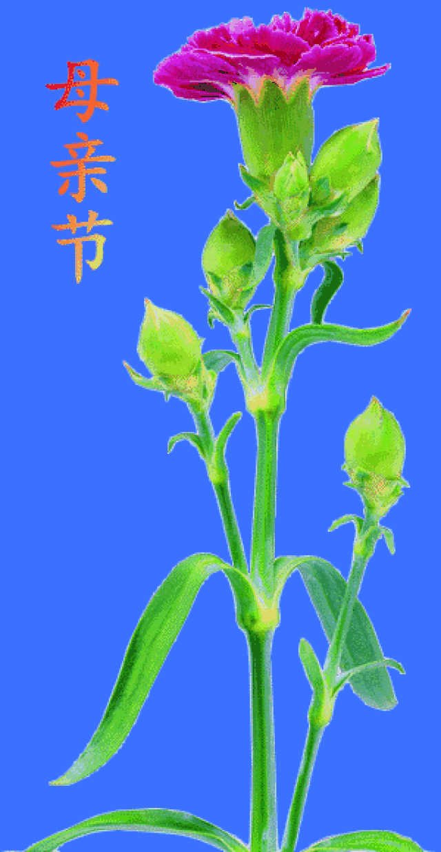 今天是我们 伟大母亲的节日 我要送您最美的祝福 祝天下所有的妈妈 愿