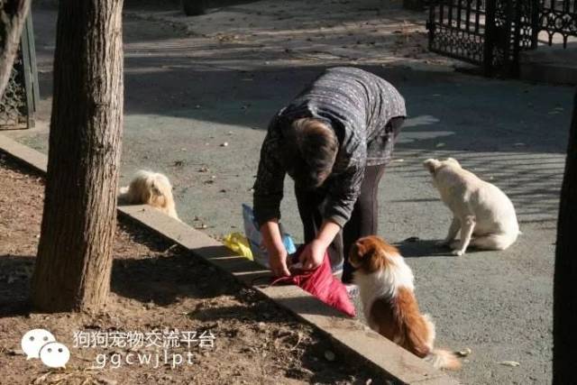 流浪猫狗勿乱喂 如若伤人惹官司 献爱心要小心