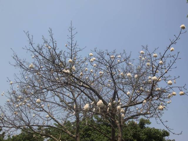 木棉一年四季都是景,花叶果棉精彩纷呈,一起来看棉花糖似的棉铃