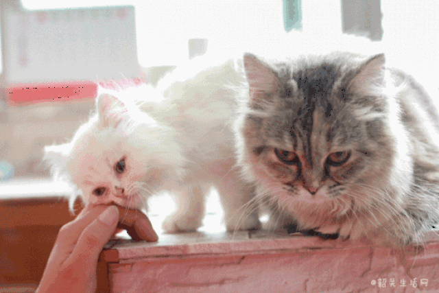 藏身市区小巷内的这家撸猫馆,开门那刻,心就