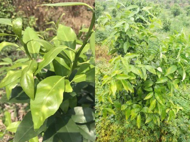 【溃疡病最新解决方案】不是所有的亚磷酸钾都能防治溃疡病