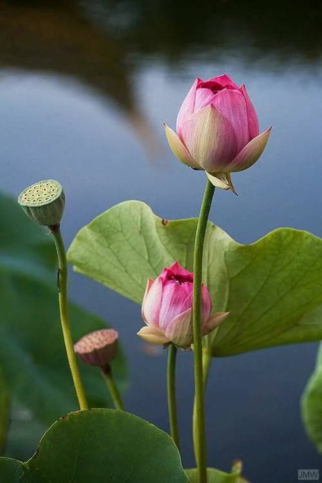 水溢芙蓉沼,花飞桃李蹊.